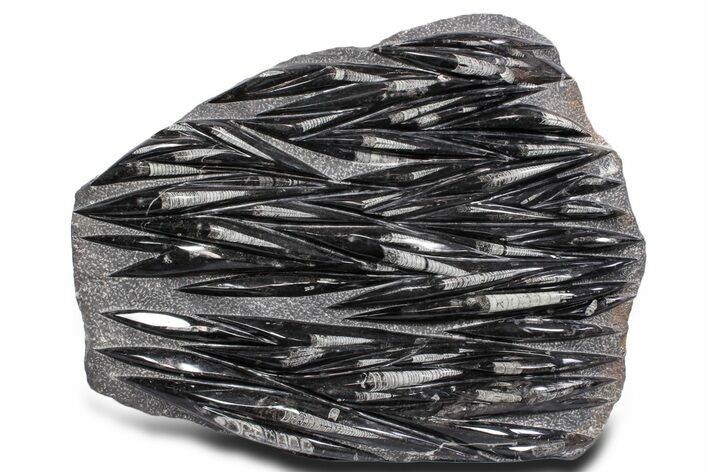 Polished Fossil Orthoceras (Cephalopod) Plate - Morocco #359692